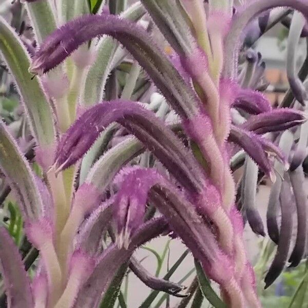 Anigozanthos flavidus Flower