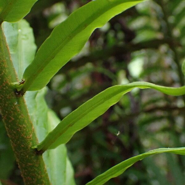 Blechnum orientale Rhisgl