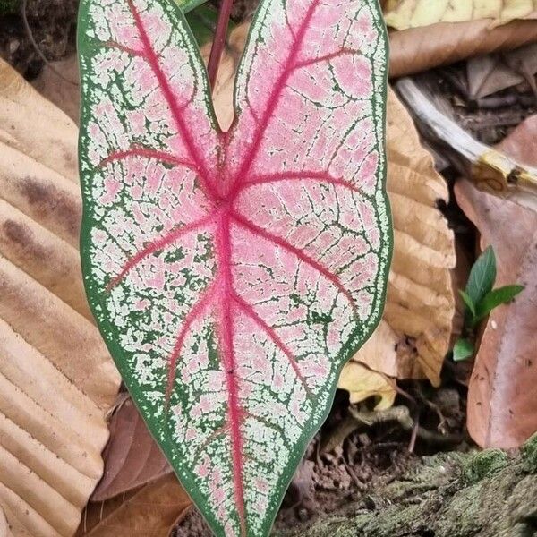 Caladium bicolor Leaf