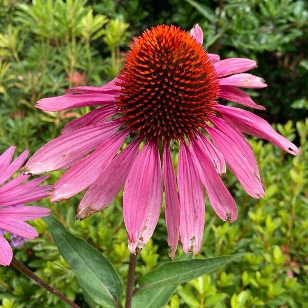 Echinacea purpurea 花