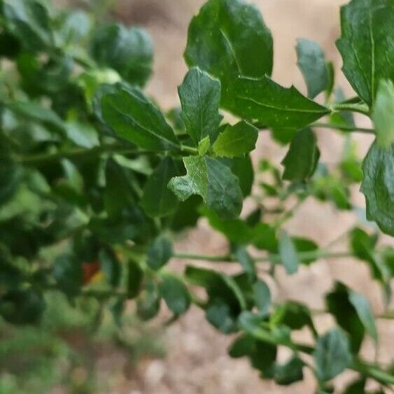 Baccharis pilularis Leaf