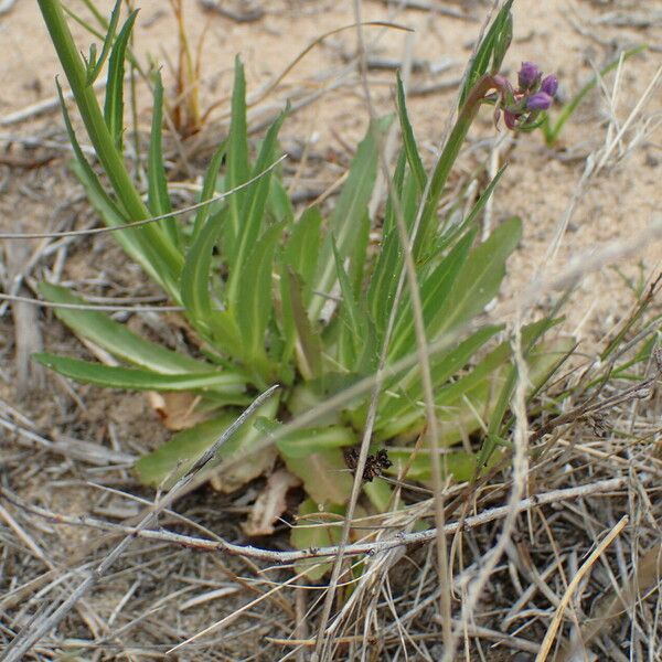 Lobelia urens Blatt