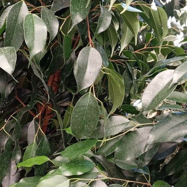 Ficus benjamina पत्ता