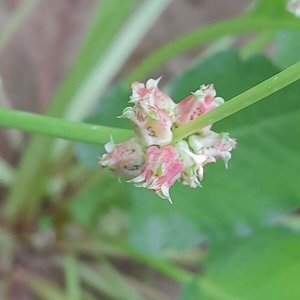 Rumex spinosus Ffrwyth