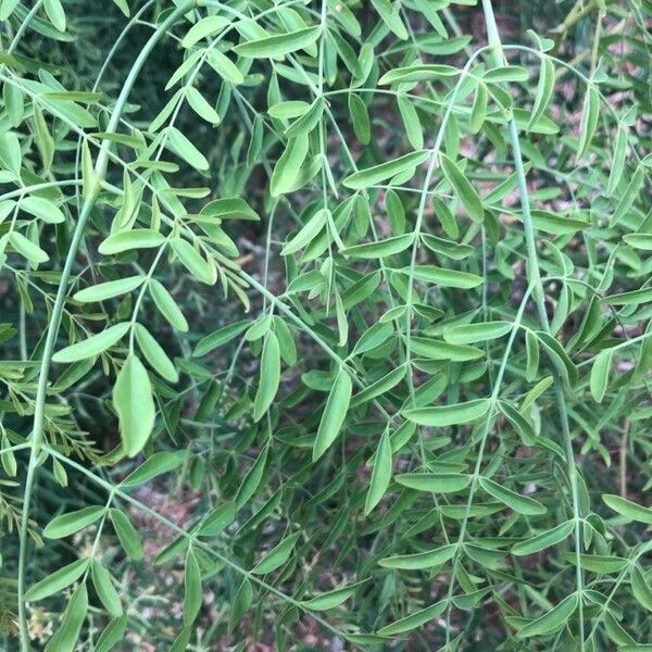 Moringa drouhardii Leaf