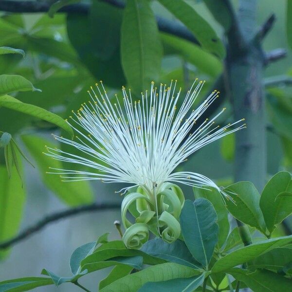 Pachira glabra Flower