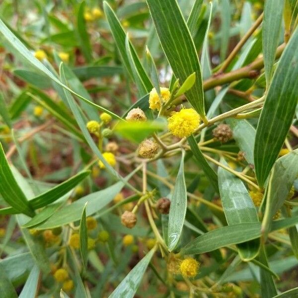 Acacia retinodes Blomma