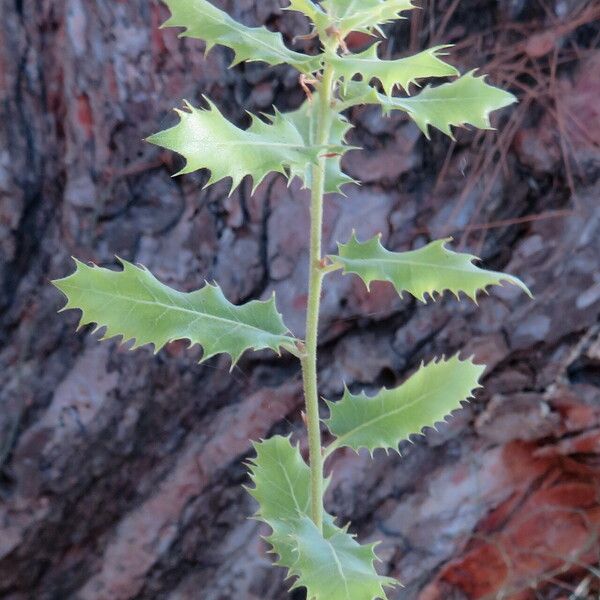 Quercus coccifera Leaf