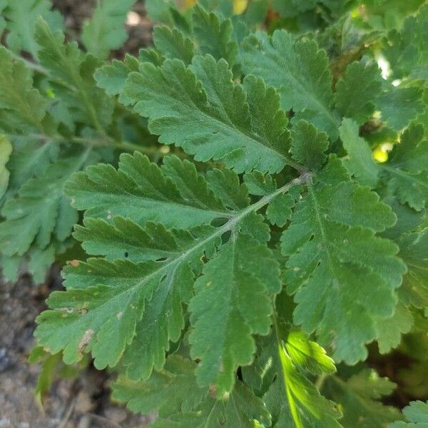 Tanacetum parthenium Levél