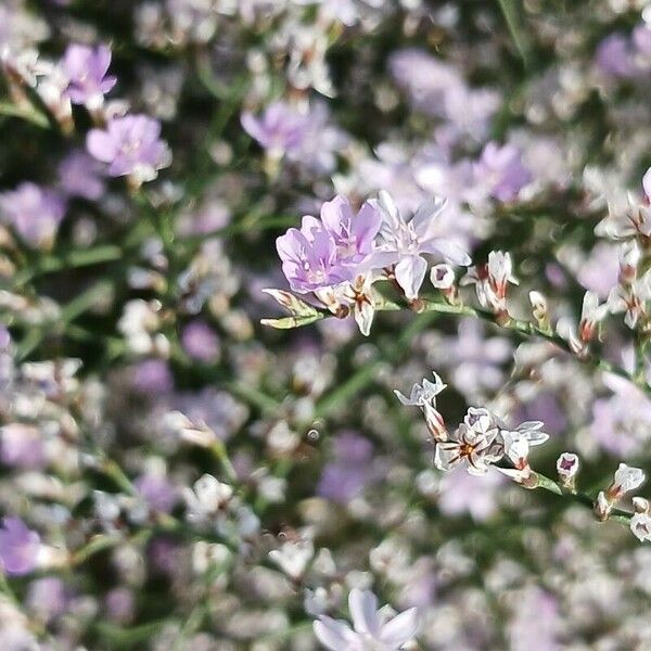 Limonium echioides Цветок