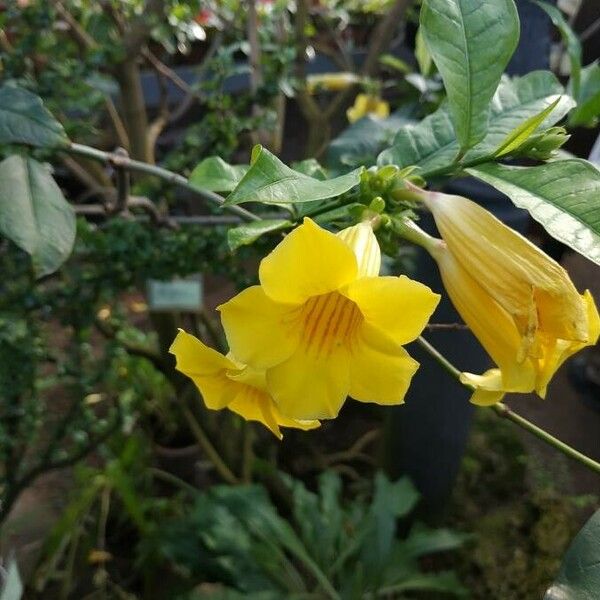 Allamanda schottii പുഷ്പം