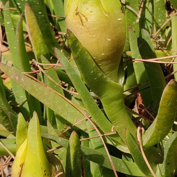 Carpobrotus edulis Bloem