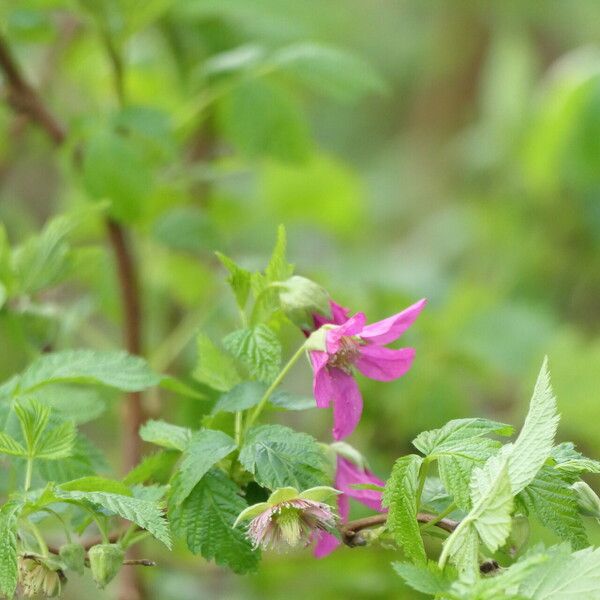 Rubus spectabilis Blüte