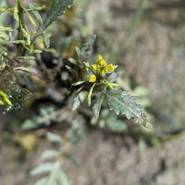 Rorippa palustris Blomst