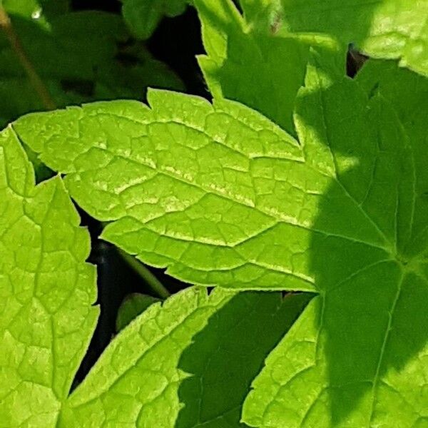 Geranium nodosum Leaf