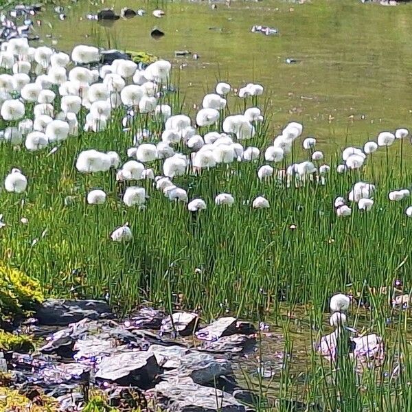 Eriophorum scheuchzeri Habit