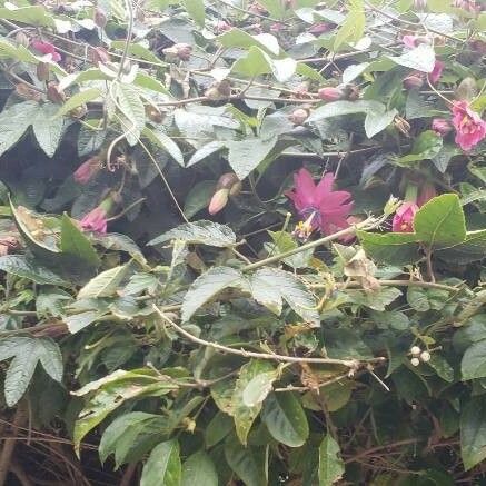 Passiflora tripartita Flor