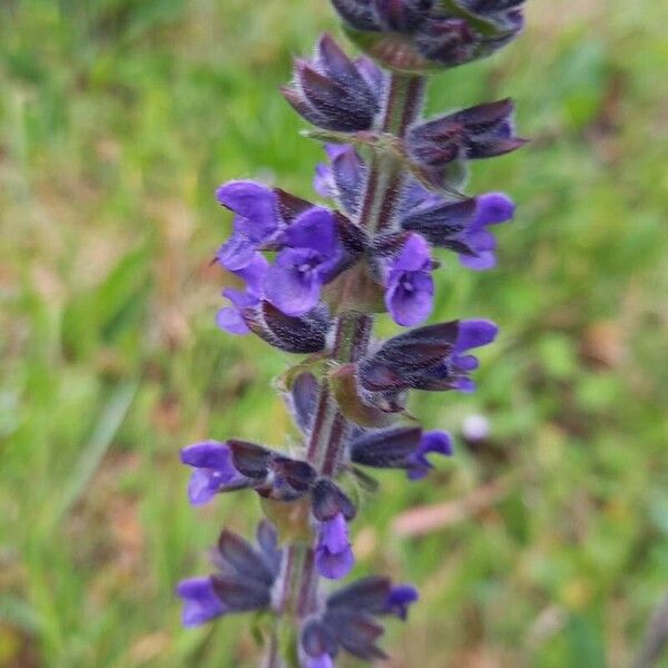 Salvia verbenaca फूल