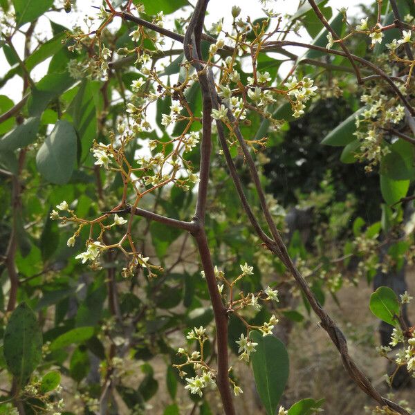 Gymnosporia senegalensis 整株植物