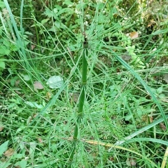 Equisetum sylvaticum Folha