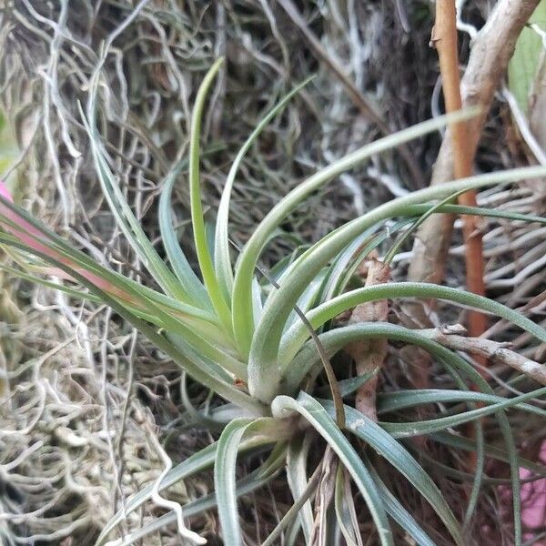 Tillandsia stricta Blad