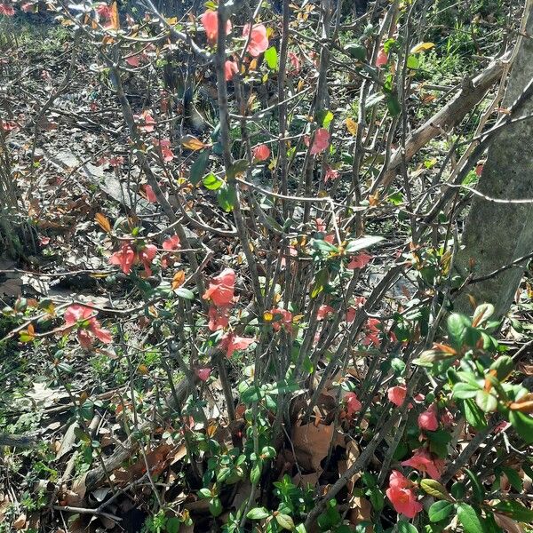 Chaenomeles speciosa Plante entière