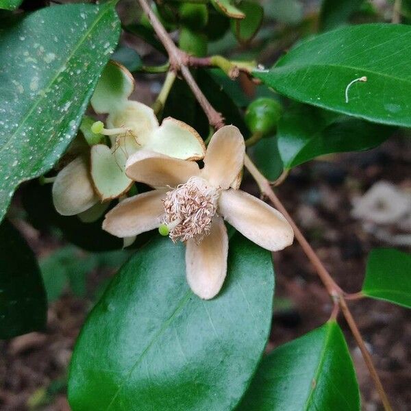 Psidium friedrichsthalianum 花