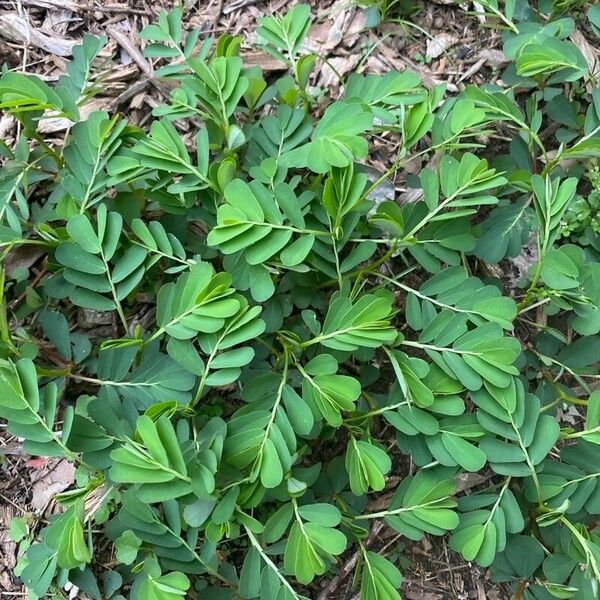 Phyllanthus urinaria Liść