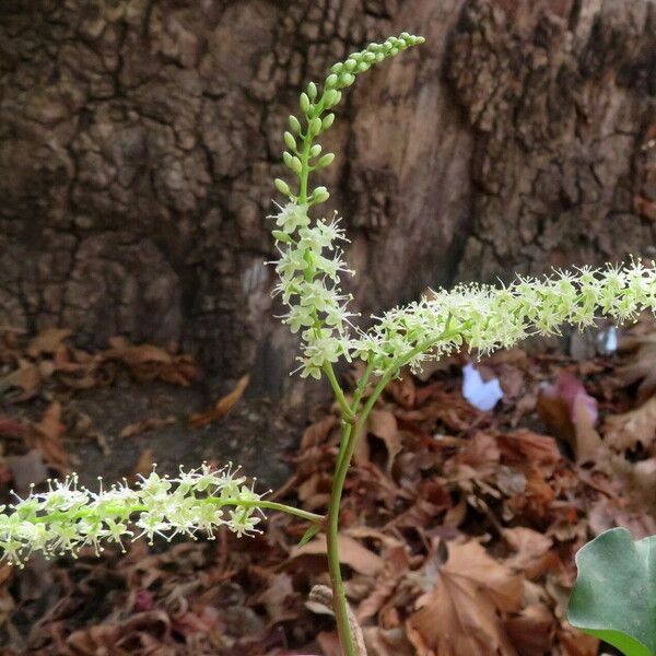 Anredera cordifolia Flower