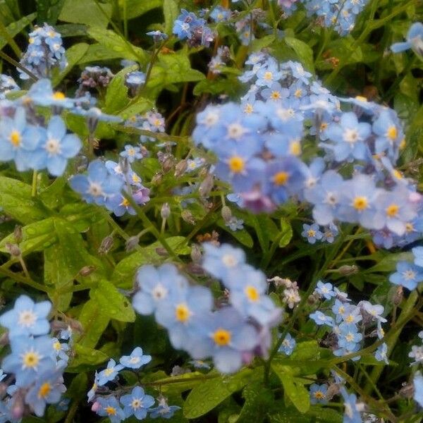 Myosotis arvensis Flower