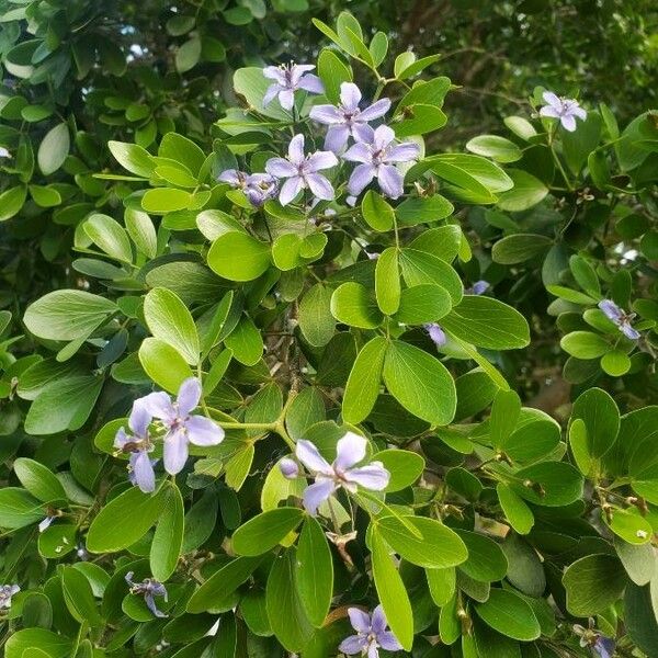 Guaiacum officinale Flower