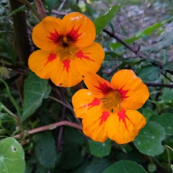 Tropaeolum majus Kukka