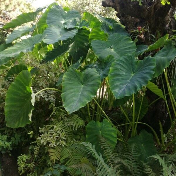 Colocasia esculenta Folha