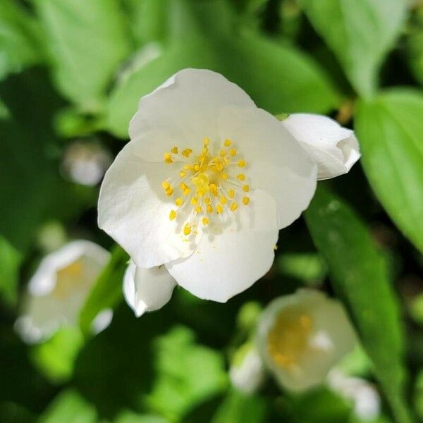 Philadelphus coronarius Kvet