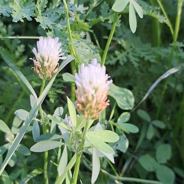 Trifolium alexandrinum ফুল