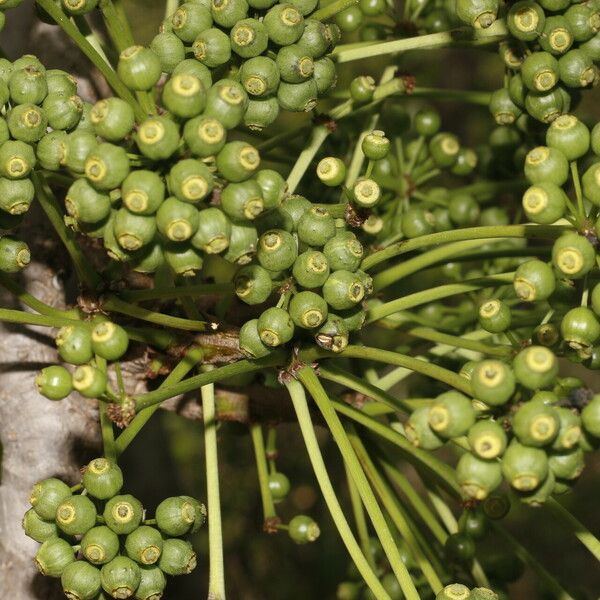 Aralia excelsa Fruit