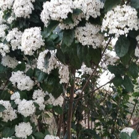 Viburnum tinus Blüte