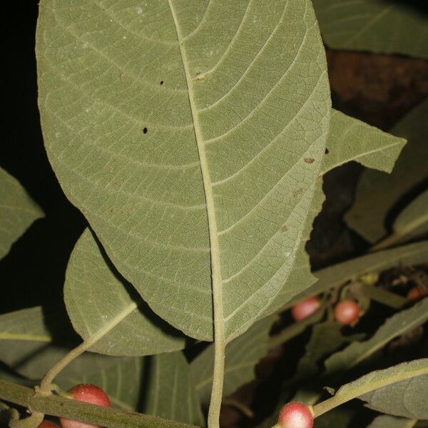 Siparuna gesnerioides Frucht