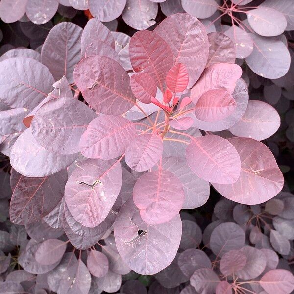 Cotinus coggygria 葉