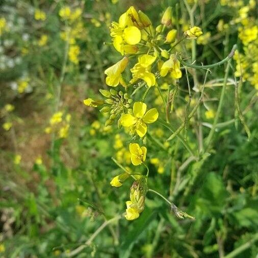 Diplotaxis tenuifolia Flower