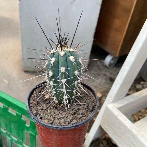 Pachycereus pecten-aboriginum 葉