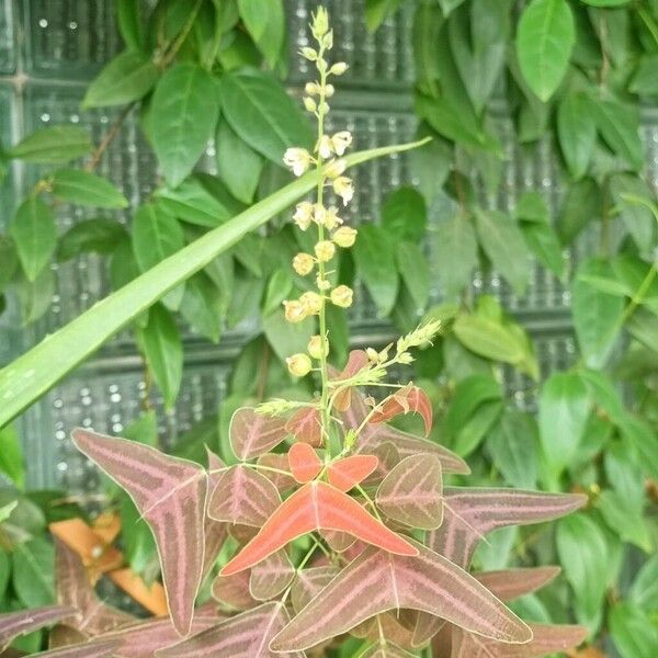 Christia vespertilionis Flower