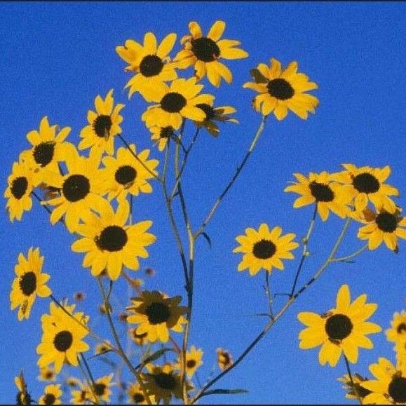 Helianthus paradoxus Květ