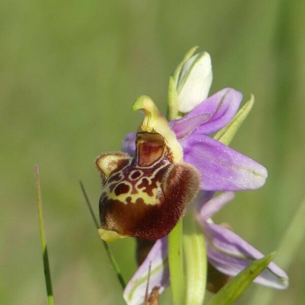 Ophrys holosericea Blomst