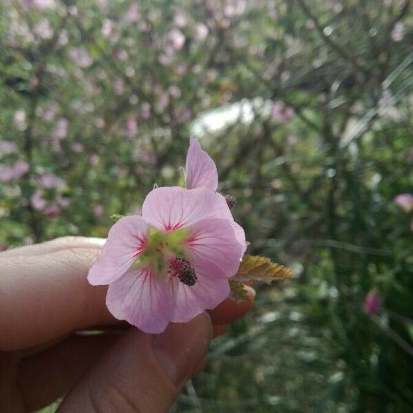 Anisodontea scabrosa Flower