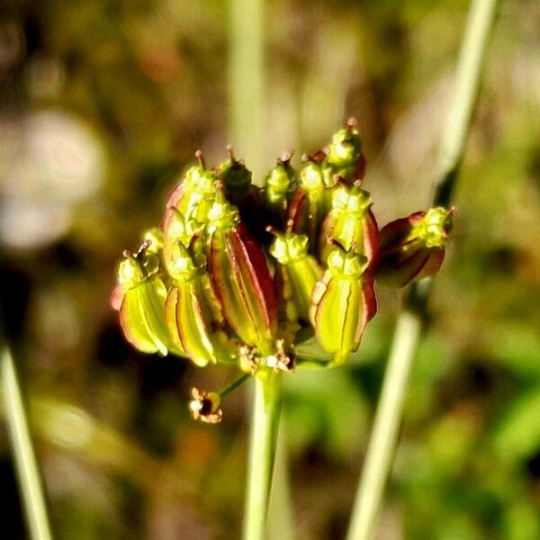 Laserpitium latifolium Vili