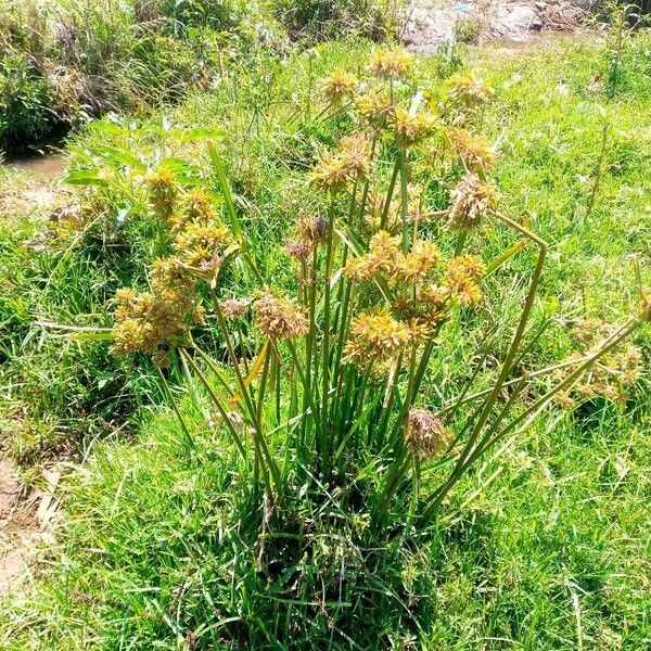 Cyperus eragrostis Cvet