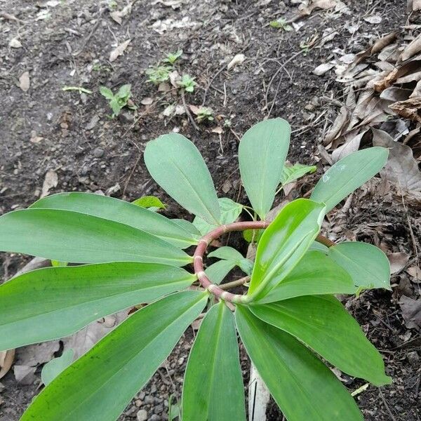 Hellenia speciosa Yaprak