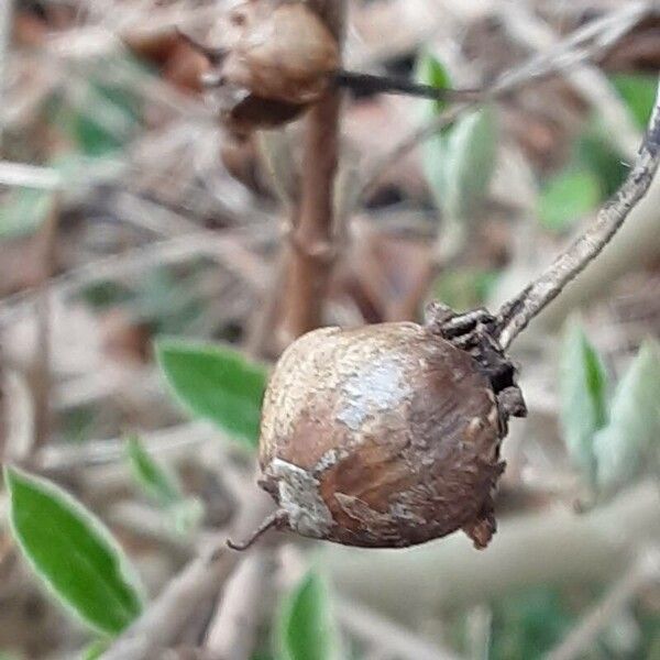 Viburnum lantana 果実