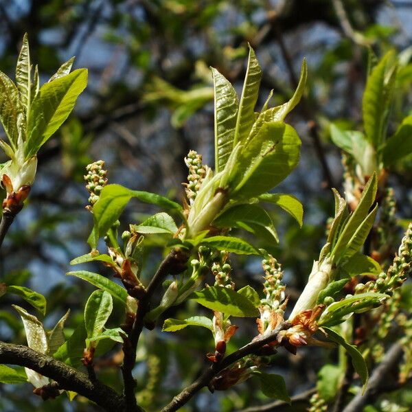 Prunus virginiana Лист